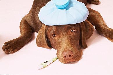 《刺客信条：影》电视广告 正义之刃脱“影”而出